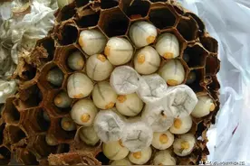 江苏的“四大怪菜”，全是当地人的心头爱，外地人看了：真敢吃图片