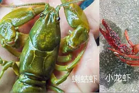 购买小龙虾时，“红色”与“青色”有啥区别？看后别再乱买了！图片