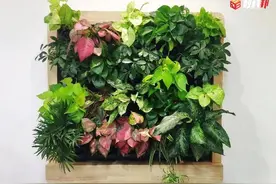 上百株植物≈上百个AI，实现独特互动，创新全场景智能绿化体验图片
