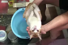 爷爷教儿子给新生儿洗澡，猫咪竟奉献演技，这是什么神操作？图片