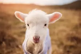 老外说 You're a sheep，难道在说“你是小绵羊”？别自作多情了图片