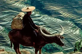 俗语“外甥头，舅家牛；叔嫂房，不同问”，老祖宗为什么这样说？图片