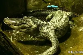 “希特勒的鳄鱼”在莫斯科动物园逝世，它的死标志着一个时代终结图片