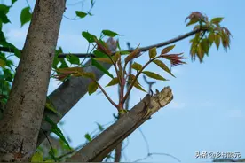 农村常见的香椿木，用来做什么比较好？图片