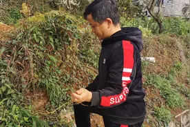 快两个月没出门，家里没菜吃了，出门找点野菜，这菜有认识的吗？图片