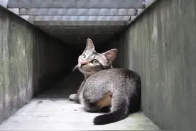 它曾被众人嫌弃，还被戏称是“下水道猫”，如今却被宠上天图片