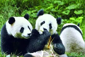 甘肃一自然保护区工作人员在密林中邂逅野生大熊猫图片