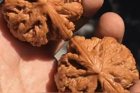 简单告诉你，文玩核桃的贵贱到底差距在哪里？图片