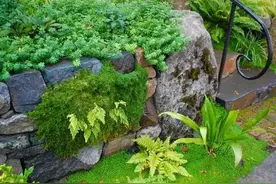 庭院景观中，这些植物竟让石头缝里焕发出盎然生机图片