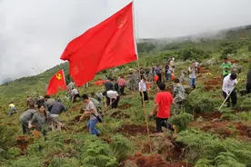 植树节该怎么过？代表委员热议“全民义务植树”图片