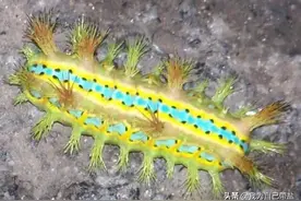 农村人上山捉“洋辣子”说能卖到200元一斤，那“洋辣子”有用吗图片