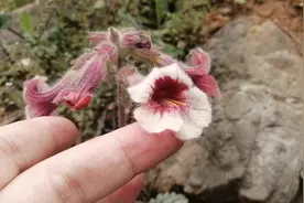 原来这种野花有个学名叫地黄，小时候我总叫它喇叭花，你见过它吗图片