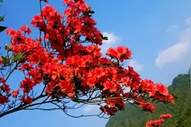 人间四月芳菲尽 天堂山上杜鹃红图片