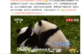 大熊猫便便可以做成纸图片
