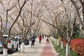 浪漫！浦东这条“樱花大道”开启“落花不扫”模式图片