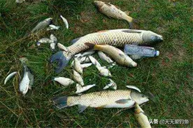秋钓5大秘诀：看、选、找、定、饵，遵守这些原则，大鱼连竿上图片
