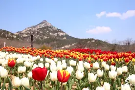威海多福山景区两万余株郁金香竞相绽放，快来打卡吧图片