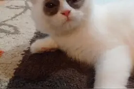 这才是真正的夜猫子，自带黑眼圈图片