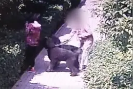 河南一80岁老人遛弯时被两条大狗咬伤，路遇恶犬应该怎么办？图片