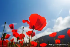 陕南老根据地的红色歌谣图片