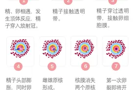 胚胎受精解读：2PN、0PN、1PN有什区别？图片