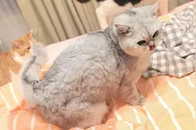 主人痛斥猫咪床上撒尿，为了证明自己，它又当面撒了一次……视频封面