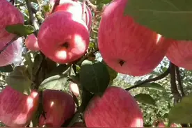 中国哪里的苹果最好吃？为什么？卖了7年苹果的我来告诉您图片
