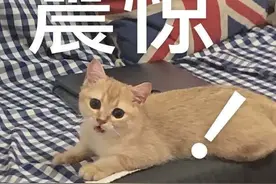 50平米66只猫！上海夫妻搬家把房让给猫！邻居：我们太难了图片