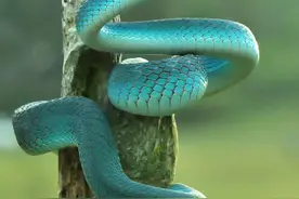 世界之最：世界上最珍贵的蛇图片