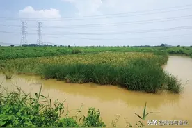广东江门台山：海水稻田养青蟹提质增效双丰收图片
