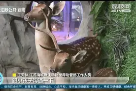 小朋友拔下动物园鹿角标本：给爷爷滋补图片