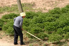自己开垦荒地可以确权吗？种植作物能拿补贴吗？图片