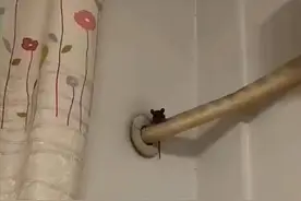 空调水管上有黑色异物，镜头拉近后发现是老鼠：也太可爱了吧？图片