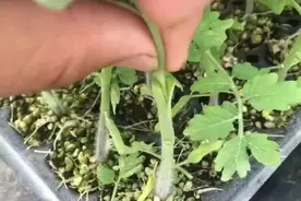 嫁接技术用好了，很有利，外国佬“番茄嫁接土豆”，双重收获图片