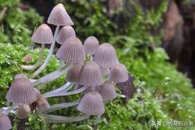 花盆里长出蘑菇赶紧拔掉，消耗养分污染土壤，一不小心就有剧毒图片