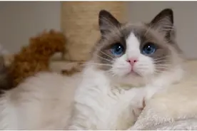 最受欢迎的10种猫咪，热度不输品种猫的田园“橘猫”强势上榜图片