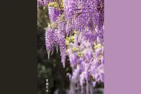 一睹其芳华，万般皆是情图片