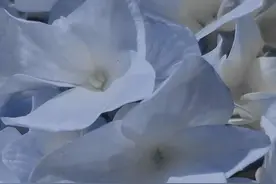得不到的，永远都是最好的图片