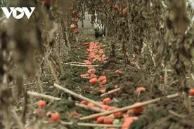越南大批瓜果烂在地里，甚至因卖不出去被倒进河里，菜农欲哭无泪图片