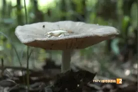 一朵野生菌神奇的一生图片
