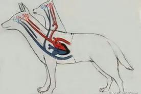 骇人听闻的苏联科学历史——双头犬实验图片