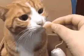 你根本不知道，养只猫有多幸福！图片
