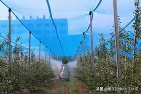 威海市地方标准：矮砧高密度苹果园无袋栽培病虫害防控技术规范图片