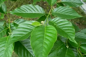 一种野生“树木”，以前在农村当柴烧，如今成保护植物，价值珍贵图片