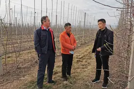 春季果园的七大管理要点总结图片