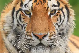 是谁砍下了老虎的头？河中漂来无头虎尸，原来偷猎者砍了虎头图片