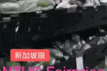 蝙蝠光天化日擅闯新加坡超市，狂啃香蕉，连标签都吃下肚图片