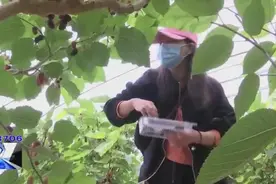 又到桑葚成熟时 动手采摘乐趣多图片