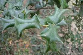 这就是“枸骨”树，全身是宝，治风湿痹痛，还有观赏价值，了解下图片