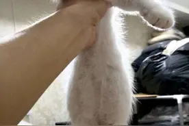 猫咪肚子越来越大，主人以为是怀孕了，带到医院宠物医生都愣住了图片